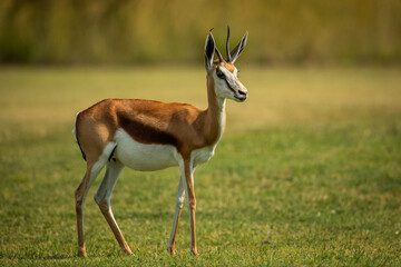 Springbok in the african bush