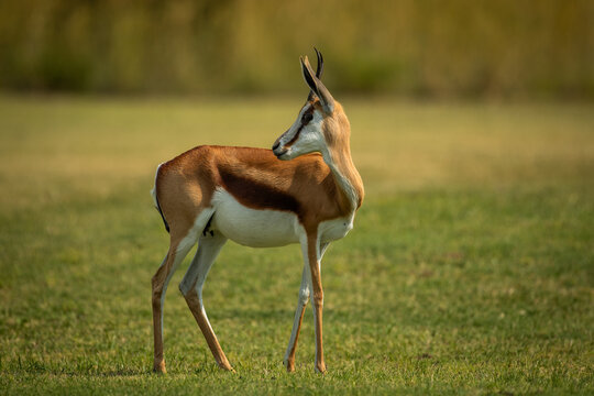 Springbok in the african bush