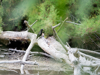 Ave en un palo apoyada con varios pájaros a su alrededor 