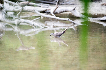 Tortola metida en el agua de una laguna en sevilla andalucia españa