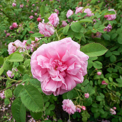 Beautiful pink rosehip flower close up.