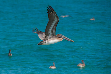 Pelicans flying over the ocean water