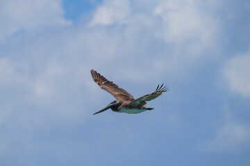 Pelican flying