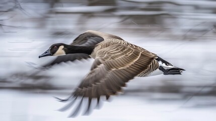 Fototapeta premium Goose going, Goose is flying in nature