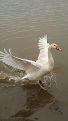 Obraz premium Goose going, Goose is flying in nature