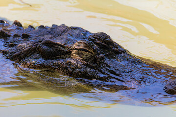 portrait crocodile in the water