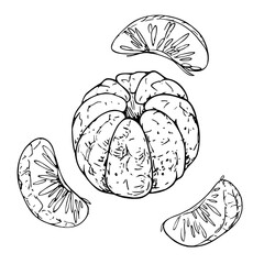 Peeled orange, tangerine with individual slices. Line art is a simple hand-drawn illustration in black and white ink. Set of isolated objects vector EPS clip art.