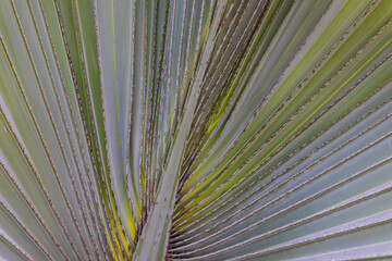 close up of a palm leaf