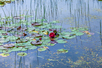 Beautiful pink lotus flower with a green leaf in the pond. closeup of a beautiful water liliy plant underwater in a pond on a rainy summer day,