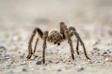 
We see a beautiful specimen of arachnid, commonly called chick spider, native to the entire area of ​​Mendoza and Argentine territory.