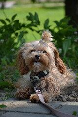Beige small dog maltipoo laying on ground in shade at the park