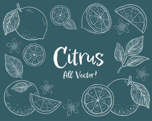 柑橘系フルーツとリーフの手描きチョークアート風イラストセット