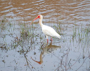 White Ibis Searching For Food