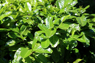 Green leaves of garden plants close up photo. Nature abstract background. 