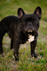 French bulldog with black and white fur is standing on green grass and looking straight. Popular companion dog. Products for dogs. Vertical
