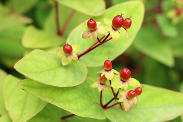 Red berries of St. John's wort (Hypericum perforatum) close up photo. Summer garden in details....