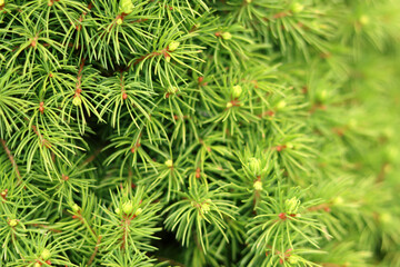 Green branches of a spruce close-up. Nature green background. 