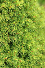 Green branches of a spruce close-up. Nature green background. 