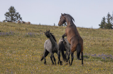 Fototapeta premium Pair of Wild Horse Stallions Fighting in Summer in the Pryor Mountains Montana