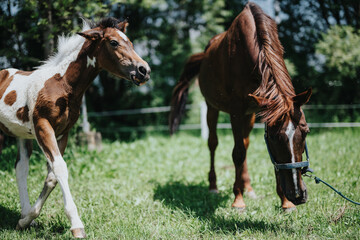 Obraz premium A young foal and a horse enjoying a sunny day while grazing in the countryside. Perfect scene of countryside life and nature.