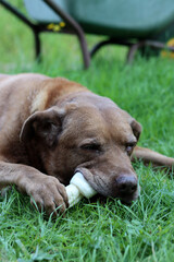 Obraz premium Dog chewing a bone on green grass in the garden. Natural organic food for pet. 