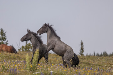 Wild Horse Stallions Fighting in the Pryor Mountains Montana in Summer