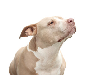 Curious dog looking up smelling something. Isolated. Top view of large senior dog. 10 years old female American Pitbull terrier, silver fawn color. Selective focus.