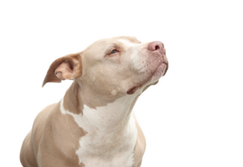 Curious dog looking up smelling something. Isolated. Top view of large senior dog. 10 years old female American Pitbull terrier, silver fawn color. Selective focus.
