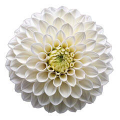 White dahila Isolated on transparent background