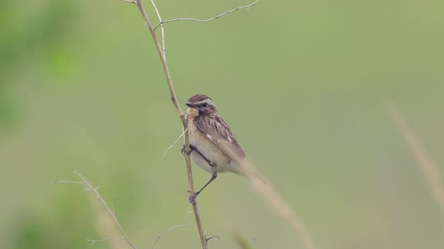 Whinchat close-up sitting on a branch on a green bokeh background. Wildlife	