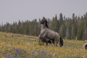 Wild Horse Stallions Fighting in the Pryor Mountains Montana in Summer