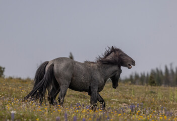 Naklejka premium Wild Horse Stallions Fighting in the Pryor Mountains Montana in Summer