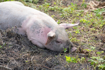 pig in a farm