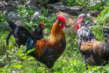 rooster in the farm