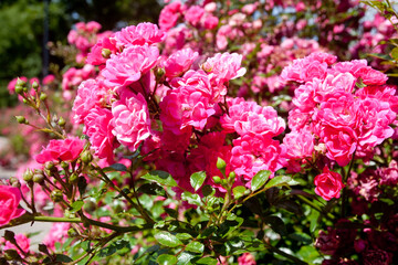Piękne czerwone róże w parku. Beautiful red roses in the park. © 123108 Aneta