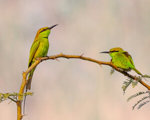 Obraz premium A Pair of Green Bee Eater