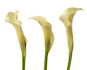 Calla flowers on white background