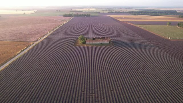 batiment au milieu des champs en vue a&eacute;rienne, agriculture sur le plateau de Valensole - Provence France