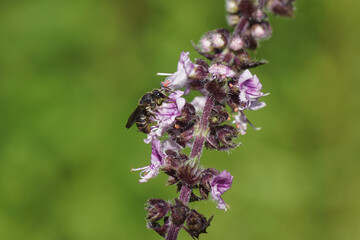 Cuckoo bee Stelis punctulatissima, family Megachilidae on flowers of Perennial Basil Magic Blue (Ocimum basilicum). Summer, June, Dutch garden