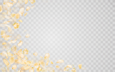 Yellow falling rose or sunflowers petals.Transparent panoramic horizontal background.Amber flower spring template.