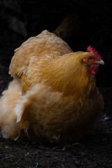 Poule