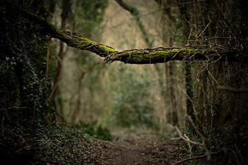 Passage dans les bois 