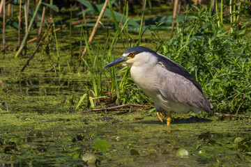 Black-crowned Night Heron