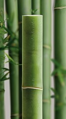 Fototapeta premium Close-Up View of a Cut Bamboo Plant Showing the Natural Joints