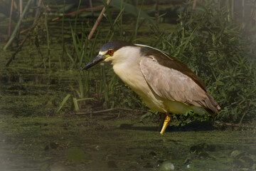 Black-crowned Night Heron