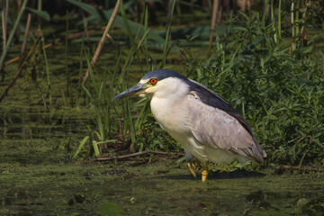 Black-crowned Night Heron