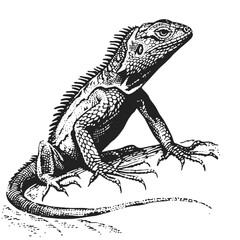 Iguana posing on a rock black and white line art drawing