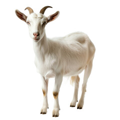 Obraz premium Photo of goat isolated on transparent background