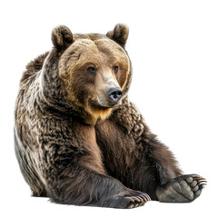Obraz premium Photo of Grizzly Bear isolated on transparent background