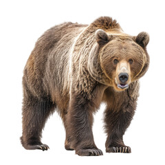 Fototapeta premium Photo of Grizzly Bear isolated on transparent background